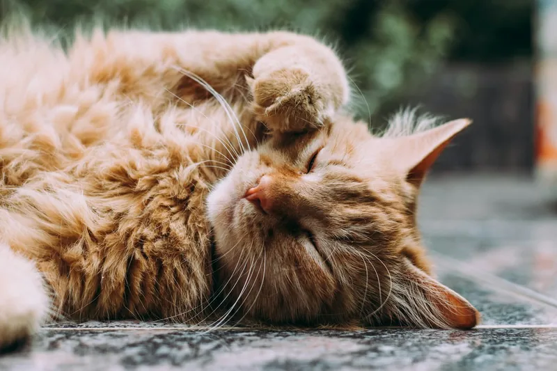 A cat relaxing in soft light