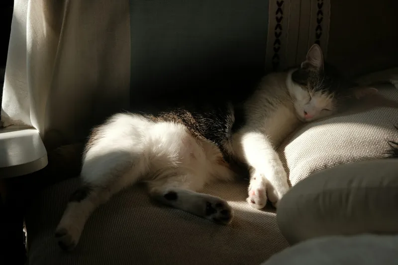 A tabby and white cat sleeping beside a window