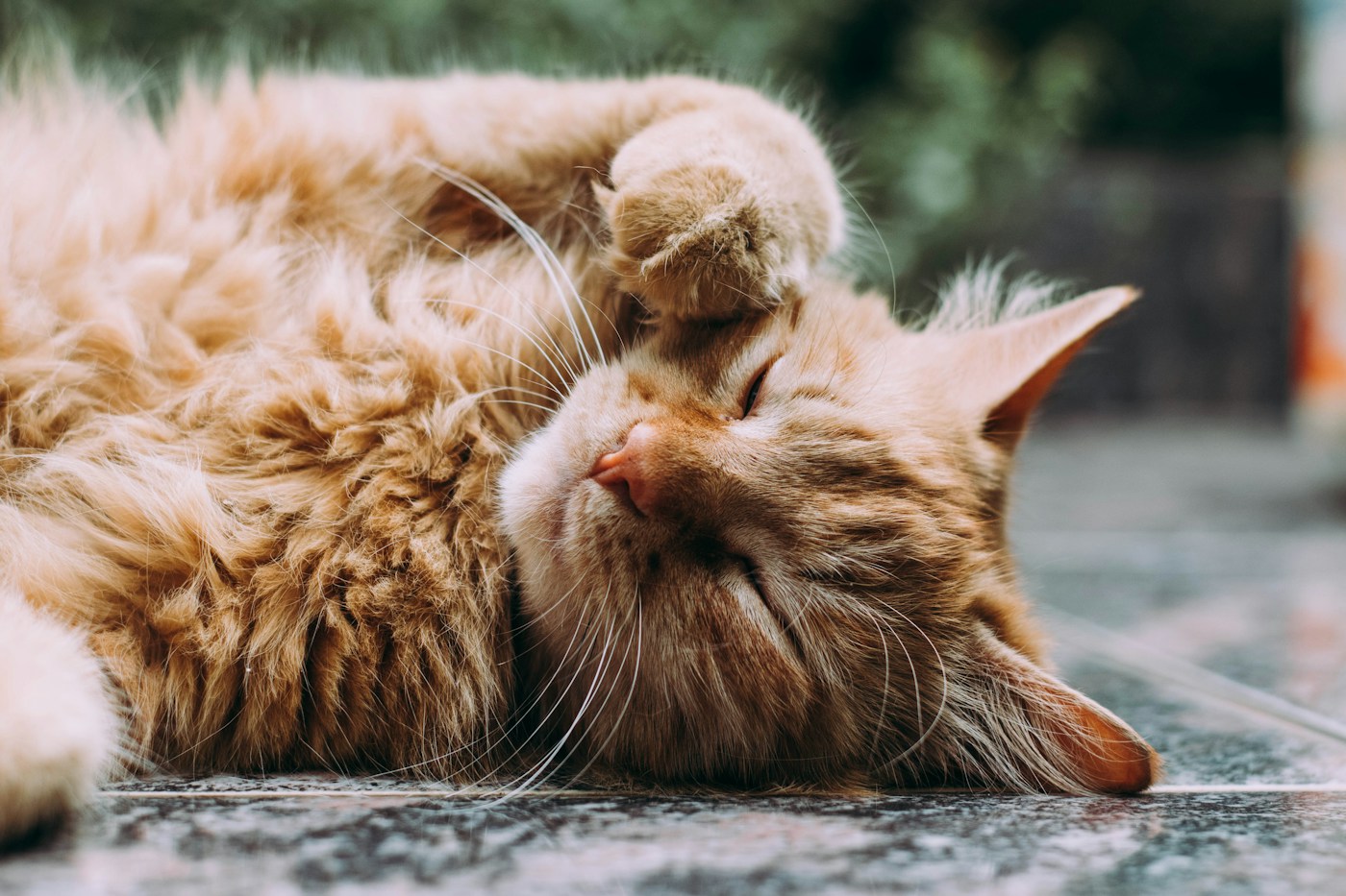 A cat relaxing in soft light