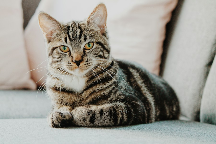 A cat resting with its paws tucked close
