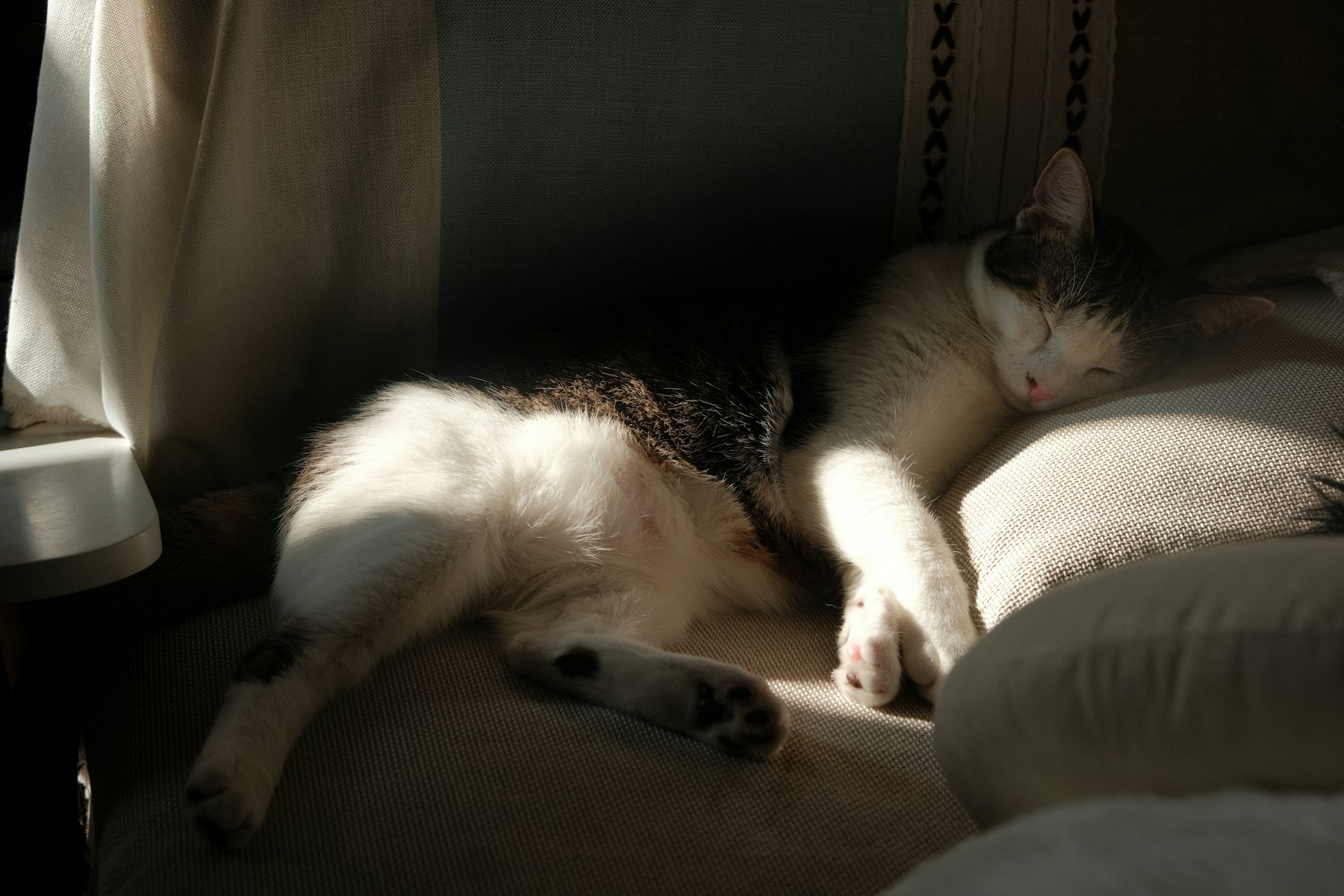 A tabby and white cat sleeping beside a window
